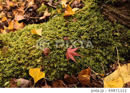 落ち葉 紅葉 秋 落ち葉 紅葉 秋 49871122