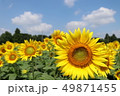 49871455