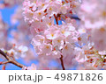 桜」 49871826
