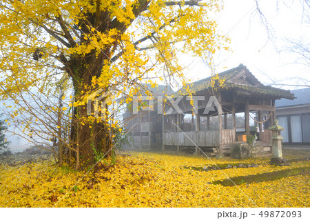 さつま町白男川の紫尾神社 さつま町白男川の紫尾神社 49872093