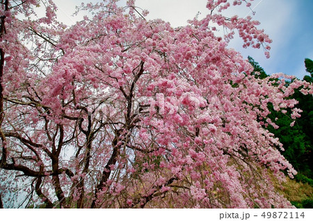 桜 桜 49872114