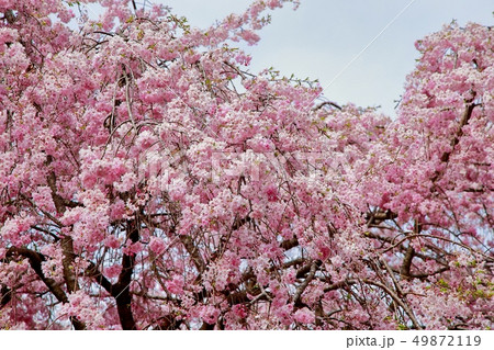 桜 桜 49872119