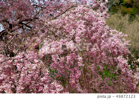 桜 49872123