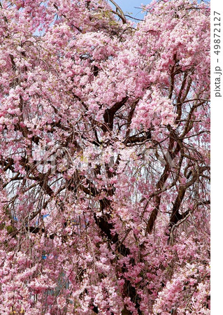 桜 桜 49872127