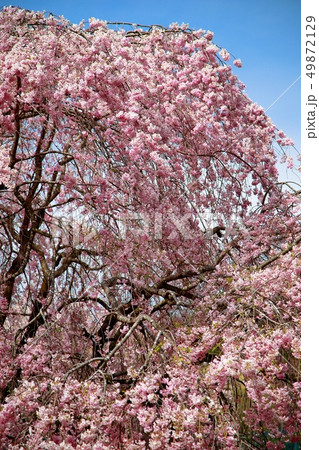 桜 49872129