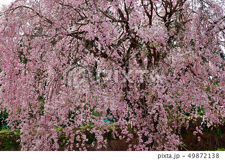 桜 桜 49872138