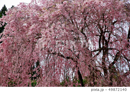 桜 桜 49872140