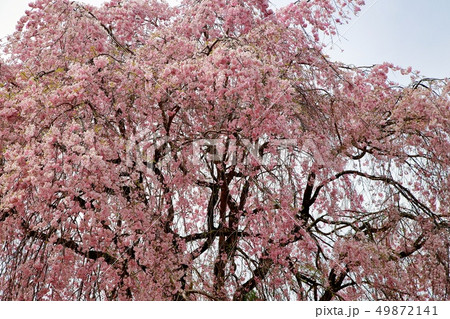 桜 桜 49872141
