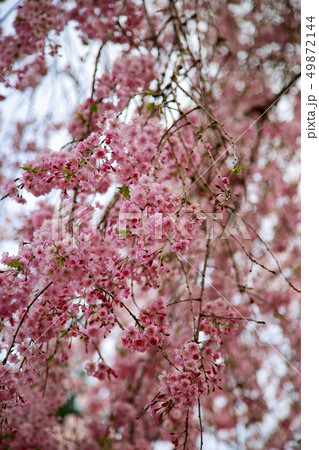 桜 桜 49872144