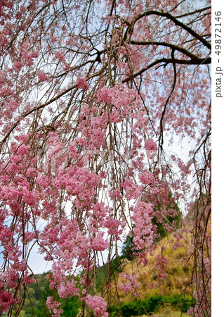 桜 49872146