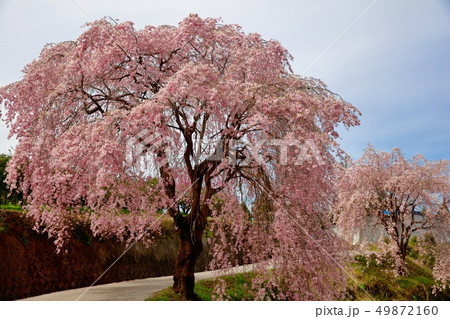 桜 49872160