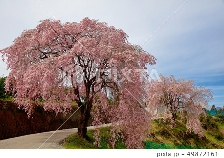 桜 49872161