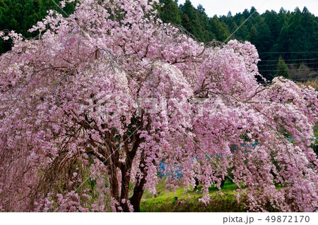 桜 49872170