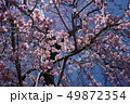 しだれ桜8分咲き（1） 49872354