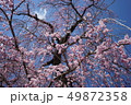 しだれ桜8分咲き（2） 49872358