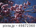 しだれ桜アップ 49872360