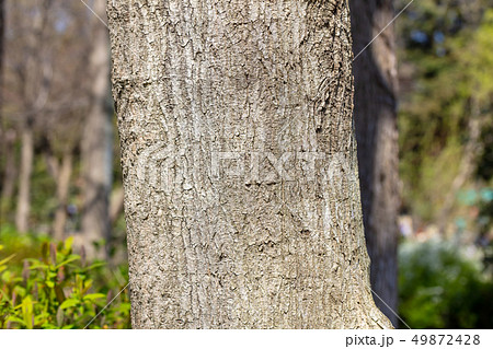 エンコウカエデ 猿猴楓 カエデ科 木肌 木膚 木のはだ 外皮 樹皮 木目 花 芽 実 の写真素材