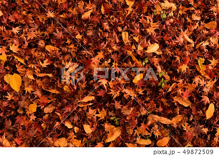 落ち葉　紅葉　秋 49872509