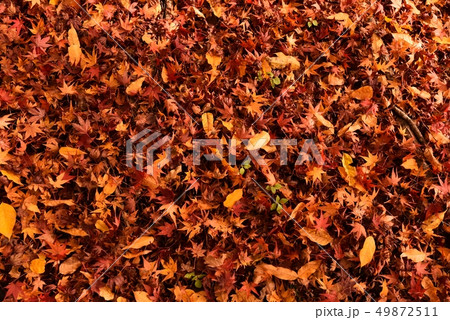 落ち葉 紅葉 秋 落ち葉 紅葉 秋 49872511