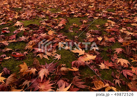 落ち葉 紅葉 秋 落ち葉 紅葉 秋 49872526