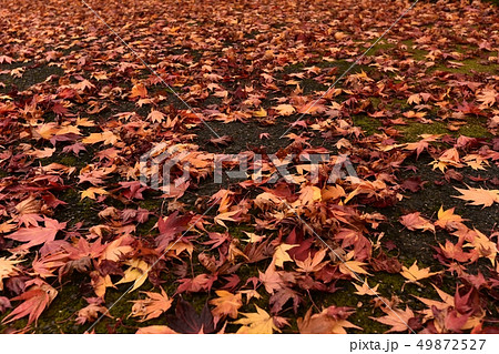 落ち葉 紅葉 秋 落ち葉 紅葉 秋 49872527