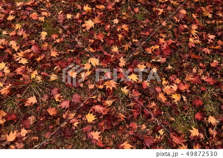 落ち葉　紅葉　秋 49872530