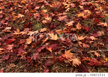 落ち葉 紅葉 秋 落ち葉 紅葉 秋 49872531
