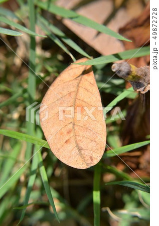 Leaves falling on the grass. 49872728