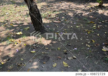 Leaves falling on the grass. 49872729