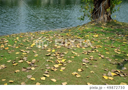Leaves falling on the grass. 49872730