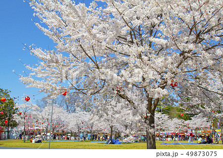 西公園の桜 仙台市 桜 西公園の桜 仙台市 桜 49873075