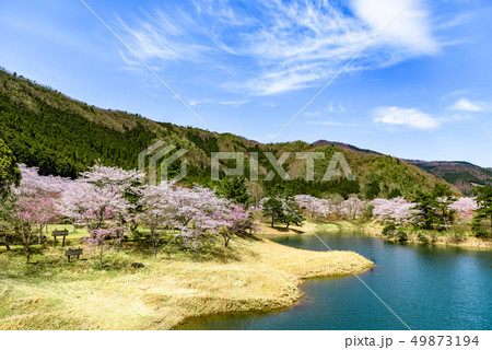 京都府　南丹市美山町　大野ダム公園　桜 49873194