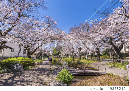 桜咲く根川緑道の風景 49873212