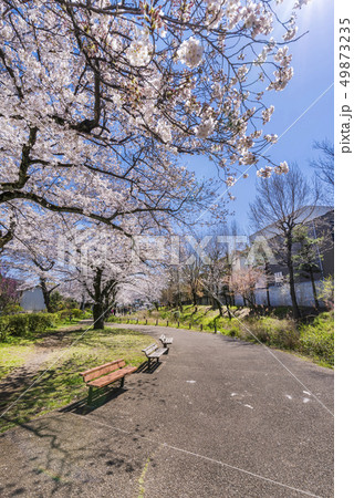 桜咲く根川緑道の風景 桜咲く根川緑道の風景 49873235