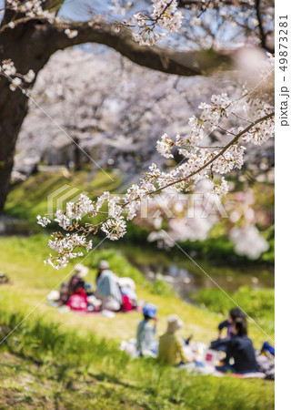 桜咲く根川緑道の風景 桜咲く根川緑道の風景 49873281
