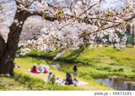 桜咲く根川緑道の風景 桜咲く根川緑道の風景 49873283