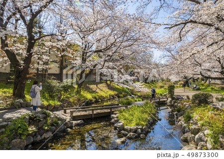 桜咲く根川緑道の風景 桜咲く根川緑道の風景 49873300