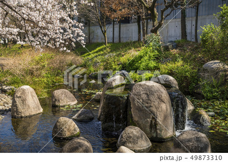 桜咲く根川緑道の風景 49873310