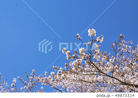 青空に咲く根川緑道の満開の桜 49873314
