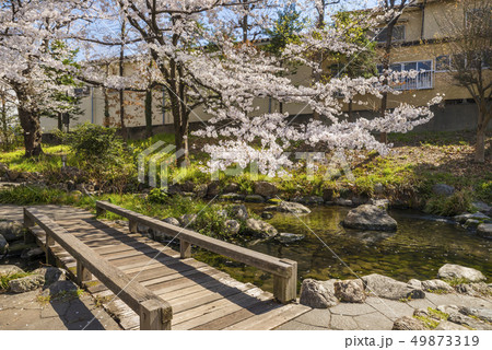 桜咲く根川緑道の風景 49873319