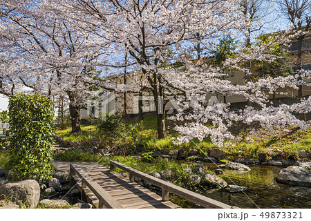桜咲く根川緑道の風景 49873321
