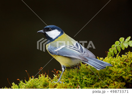 Great Tit, Parus major, black and yellow songbird Great Tit, Parus major, black and yellow songbird 49873371