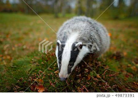 Badger in forest, animal in nature habitat 49873391