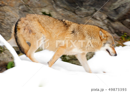 Wolf in snowy rock mountain, Europe 49873393