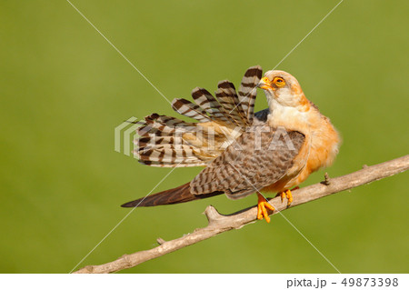 Bird cleaning tail plumage. Red-footed Falcon 49873398