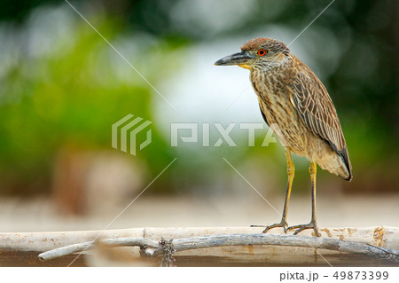 Heron sitting on the river cost 49873399