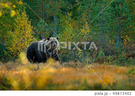 Bear hidden in yellow forest Bear hidden in yellow forest 49873402