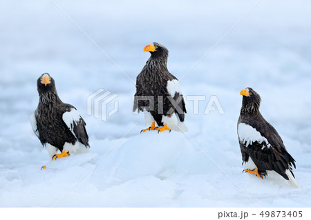 Three Steller's sea eagles on ice. Widlife Japan.  49873405