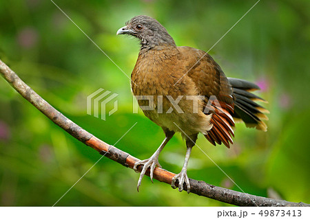 Grey-headed chachalaca, Ortalis cinereiceps 49873413