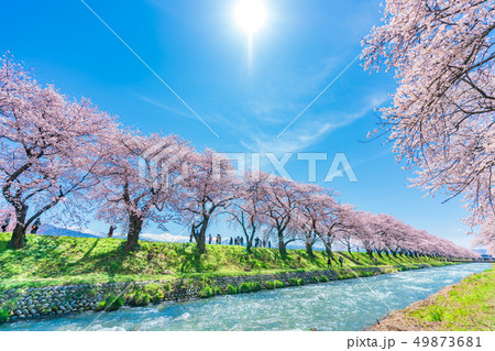 日本の春　富山県 舟川べり 清流沿いの桜並木 49873681